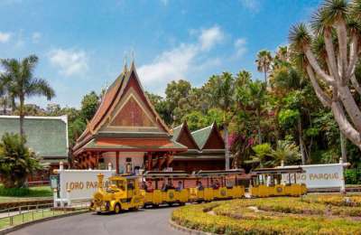 Loro Parque is giving away 30,000 free tickets as part of their 50th anniversary celebrations
