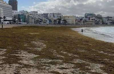 Brown seaweed buries Las Canteras beach after weather warning