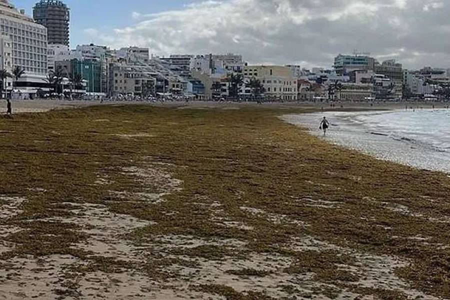 Brown seaweed buries Las Canteras beach after weather warning