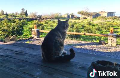 Cat lost during La Palma eruption is found a year later at owners previous home 