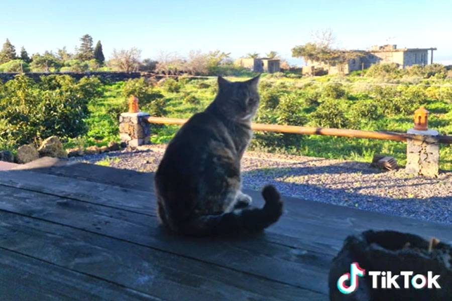 Cat lost during La Palma eruption is found a year later at owners previous home  Cat lost during La Palma eruption is found a year later at owners previous home