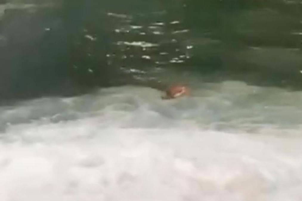 A man jumps into the sea in the Santa Cruz port trying to chase a ferry A man jumps into the sea in the Santa Cruz port trying to chase a ferry