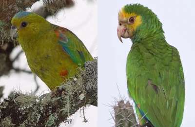 Loro Parque Foundation saves two more species from extinction