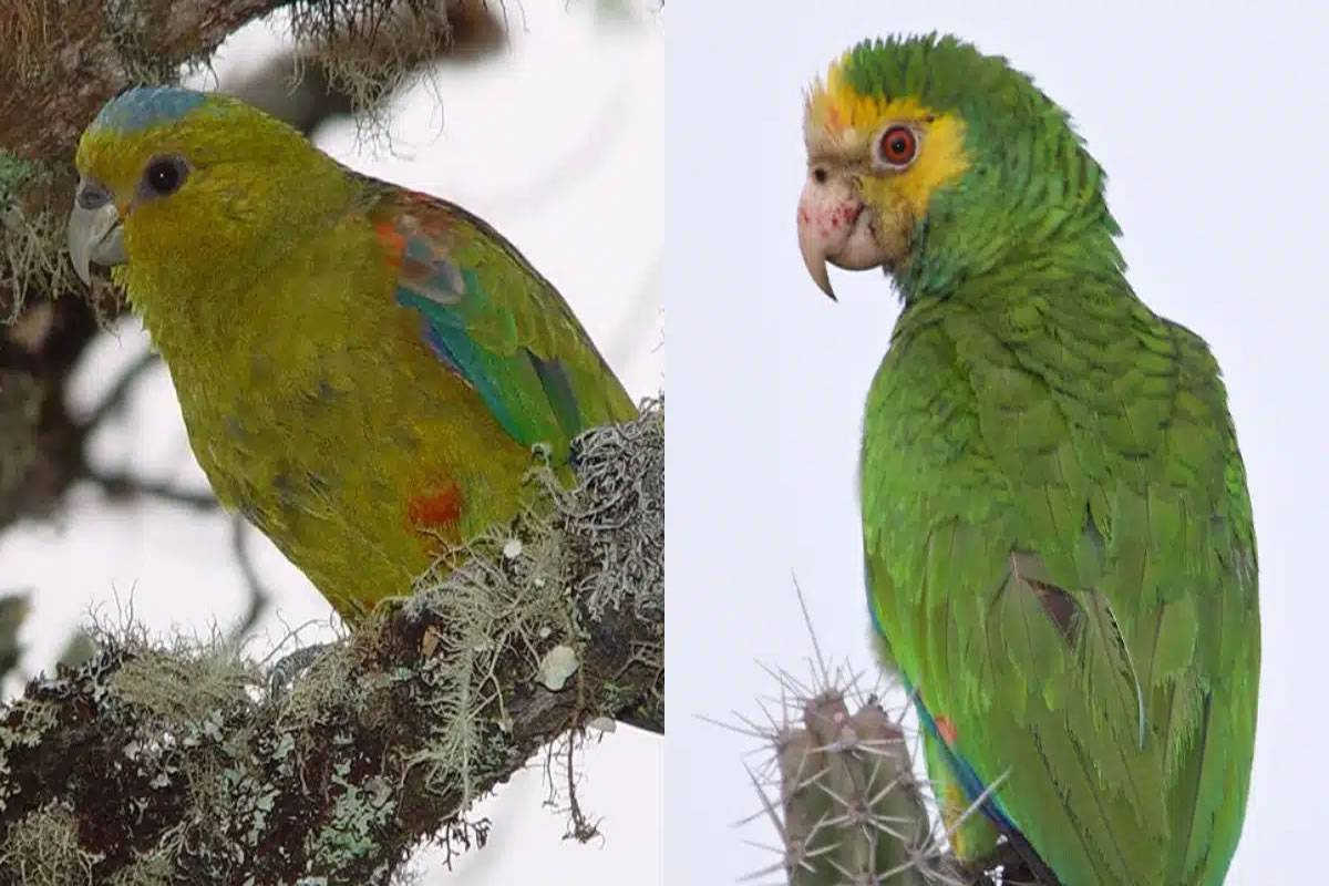 Loro Parque Foundation saves two more species from extinction
