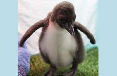 12 baby penguins of threatened species are born at Loro Parque