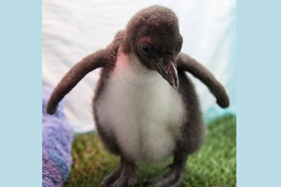 12 baby penguins of threatened species are born at Loro Parque 12 baby penguins of threatened species are born at Loro Parque