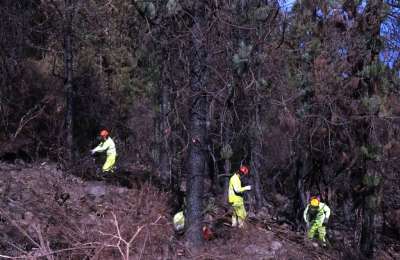 Work starts to restore the forests affected by the fire in the north of Tenerife
