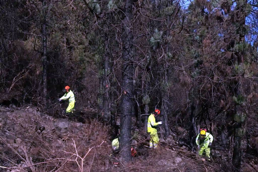 Work starts to restore the forests affected by the fire in the north of Tenerife Work starts to restore the forests affected by the fire in the north of Tenerife