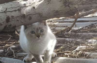 Almost a thousand cats have been sterilized in the capital of Gran Canaria