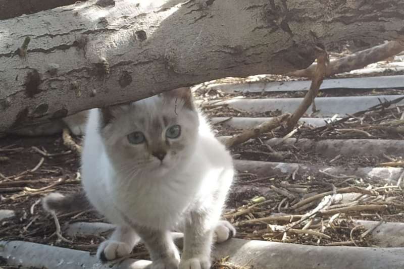 Almost a thousand cats have been sterilized in the capital of Gran Canaria