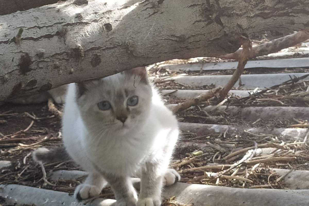 Almost a thousand cats have been sterilized in the capital of Gran Canaria