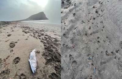 Thousands of dead fish appear on a beach in the south of Tenerife