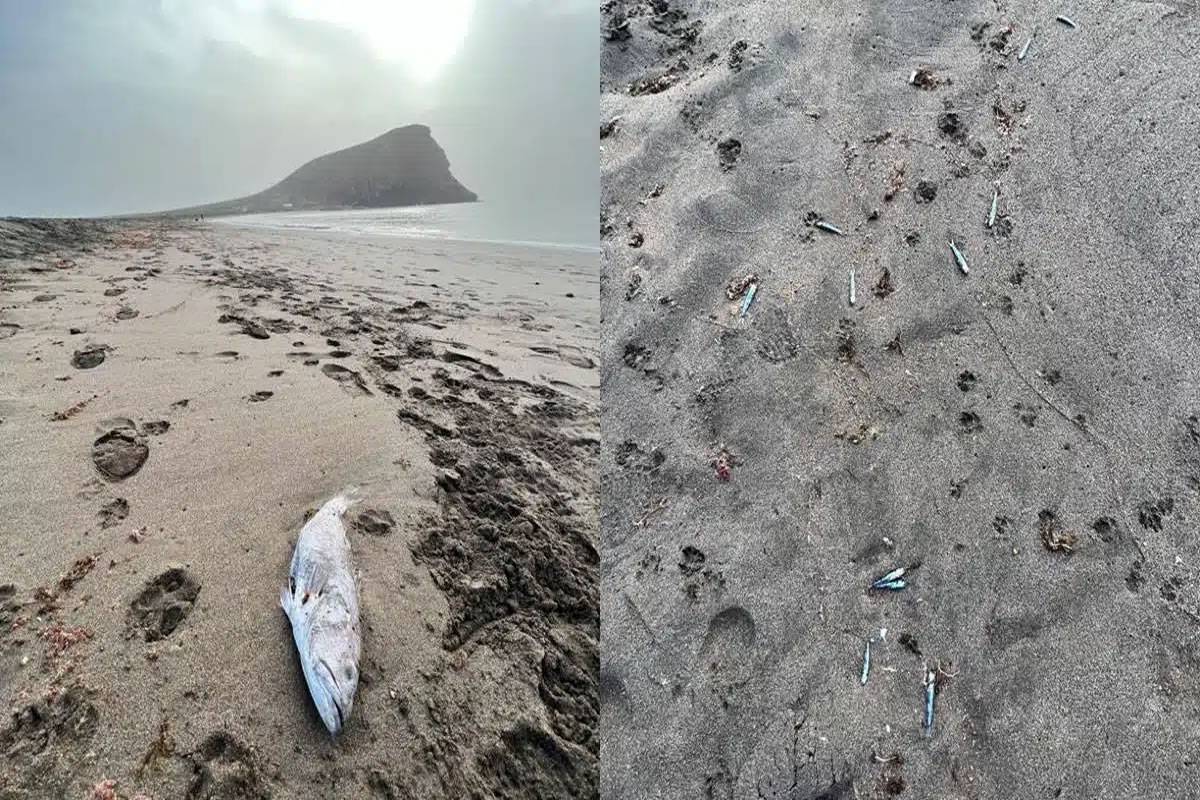 Thousands of dead fish appear on a beach in the south of Tenerife