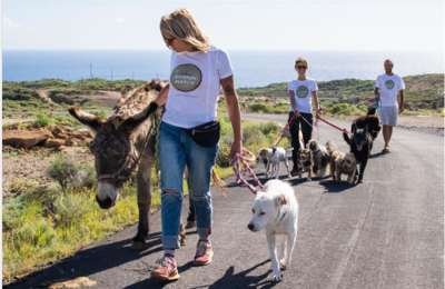 Tenerife Horse Rescue challenge to support abused and abandoned animals