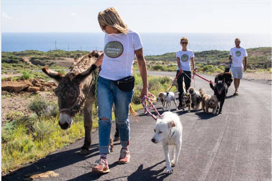 Tenerife Horse Rescue challenge to support abused and abandoned animals