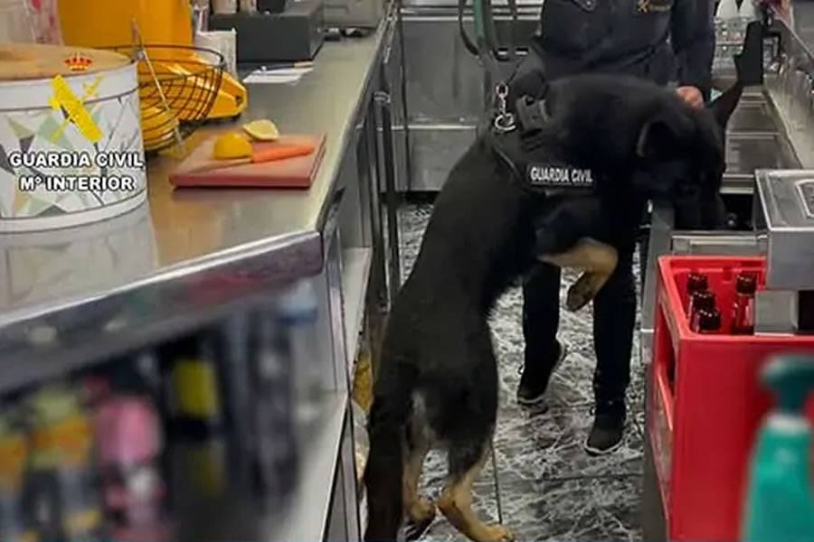 The canine drugs unit search bars and restaurants in Tenerife