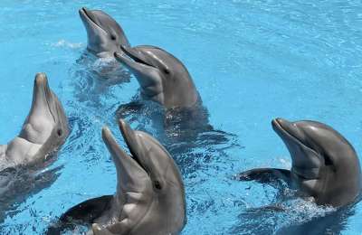New study at Loro Parque to determine how animals perceive space and time