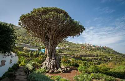 TRAVEL: El Drago Milenario, one of the biggest and oldest trees in the world