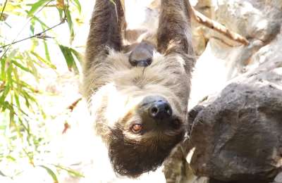 VIDEO: Loro Parque welcomes the birth of a new baby sloth