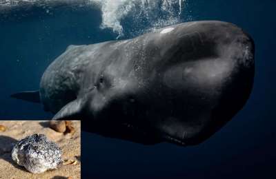 Did you know: Sperm whale vomit is worth 80,000 euros a kilo!
