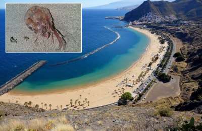 Jellyfish invade two beaches in Tenerife