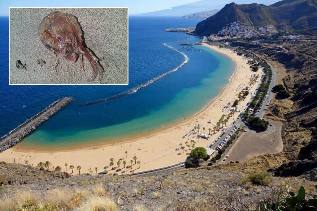 Jellyfish invade two beaches in Tenerife Jellyfish invade two beaches in Tenerife