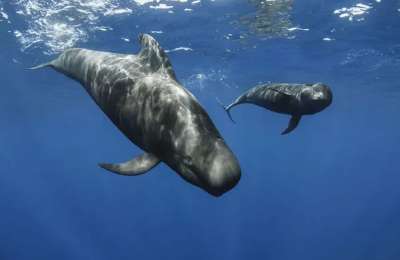 The waters between Tenerife and La Gomera are declared world kilometre zero of the pilot whale
