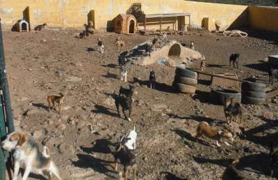 Animal Welfare Association is investigated for illegally exporting 482 dogs to the UK