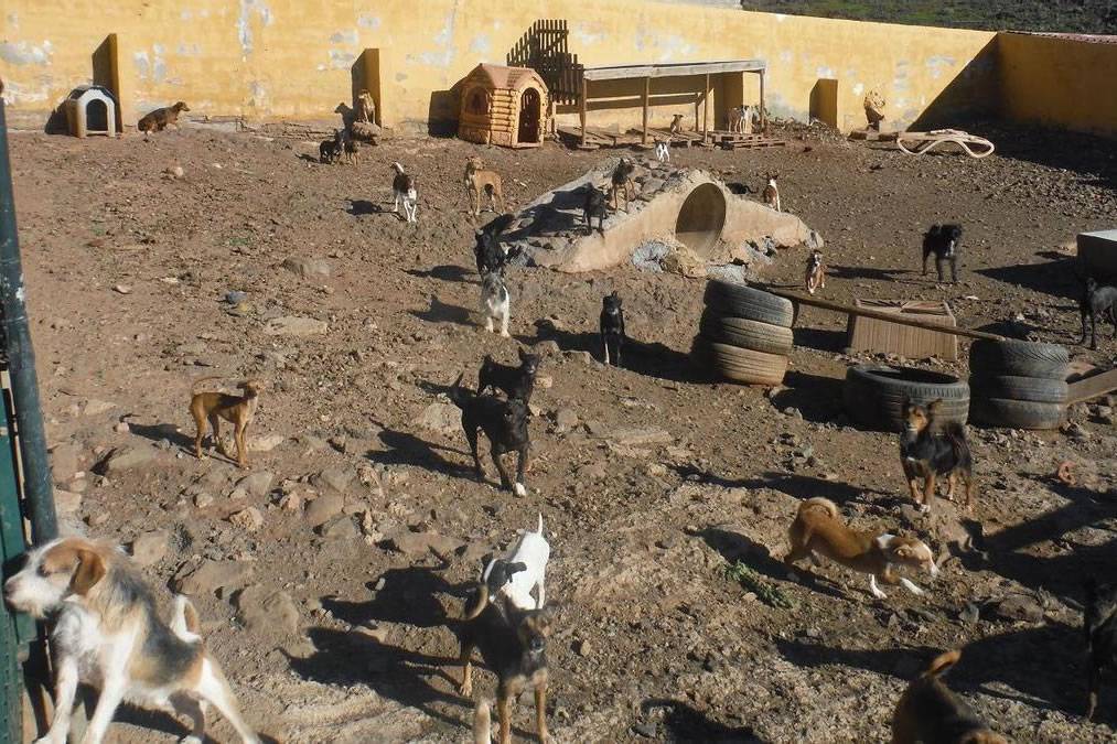 Animal Welfare Association is investigated for illegally exporting 482 dogs to the UK