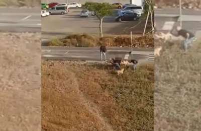 VIDEO: Locals up in arms after police shoot a dog in broad daylight