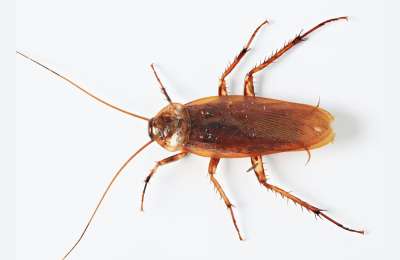 Scared of cockroaches? Here’s how to stop them coming in with a balloon