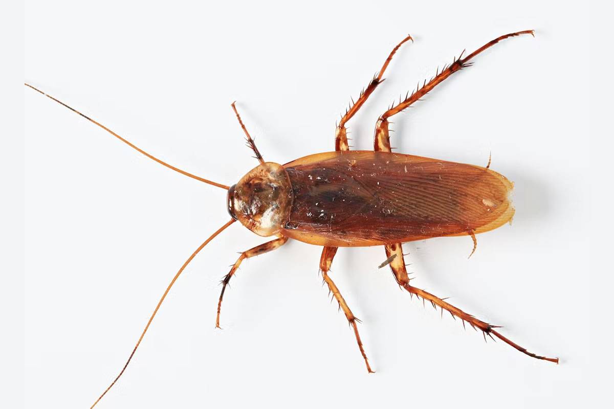 Scared of cockroaches? Here’s how to stop them coming in with a balloon
