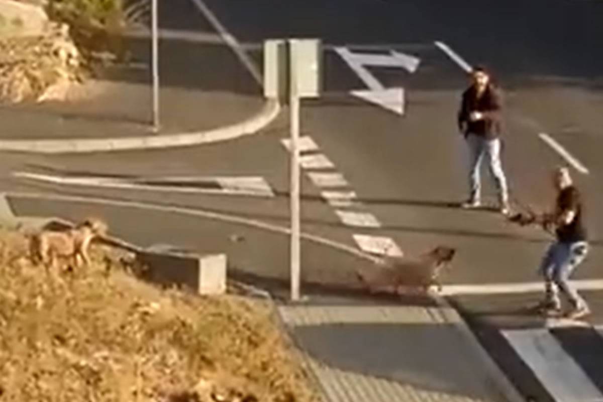 JUPOL defends the actions of police officers that shot two dogs in Tenerife JUPOL defends the actions of police officers that shot two dogs in Tenerife