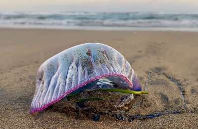 Red flags on Las Canteras beach due to the presence of Portuguese Man O War jellyfish