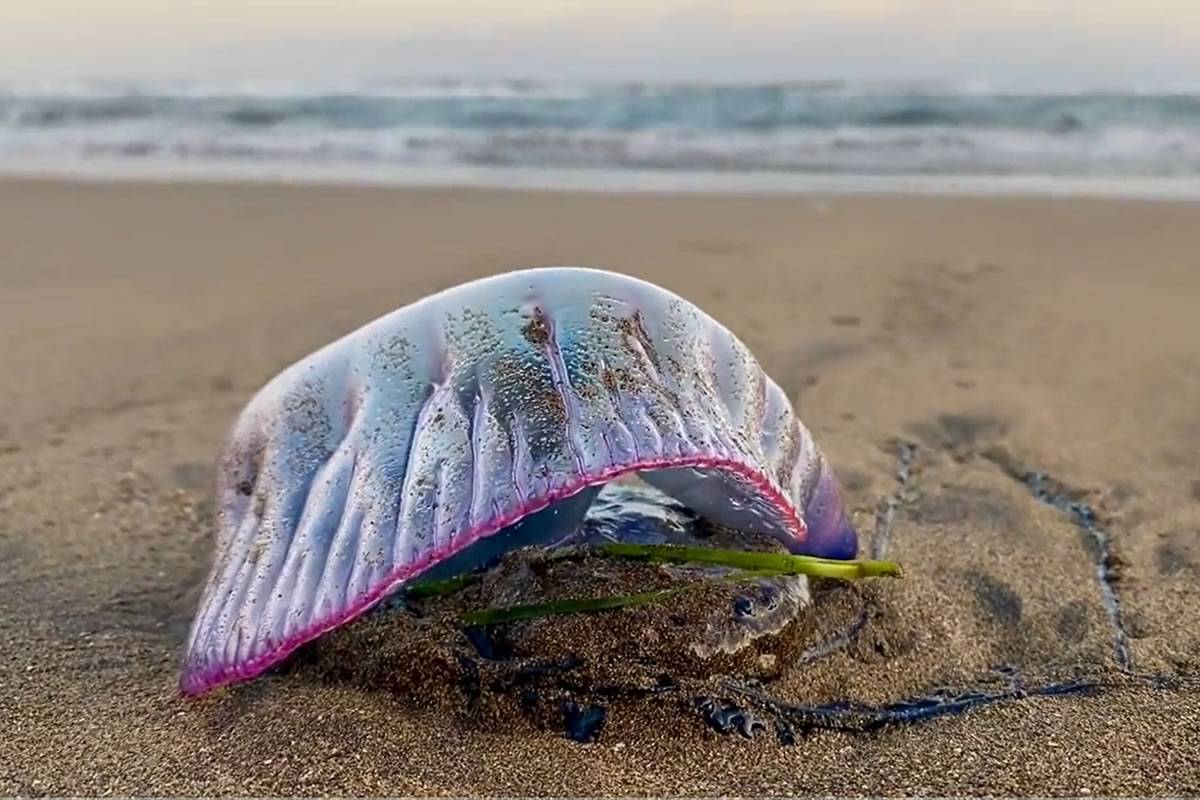 Red flags on Las Canteras beach due to the presence of Portuguese Man O War jellyfish