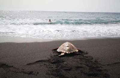 Two turtles are returned to the sea after being successfully treated at the La Tahonilla Centre