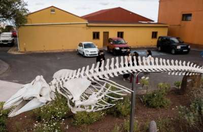 The skeleton of a pilot whale washed up on Tenerife beach is put on display