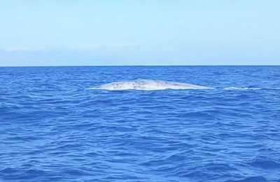 VIDEO: A blue whale is recorded in south Tenerife for the first time in 4 years 