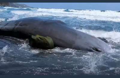 VIDEO: A dead sperm whale washes up on a beach in the Canary Islands