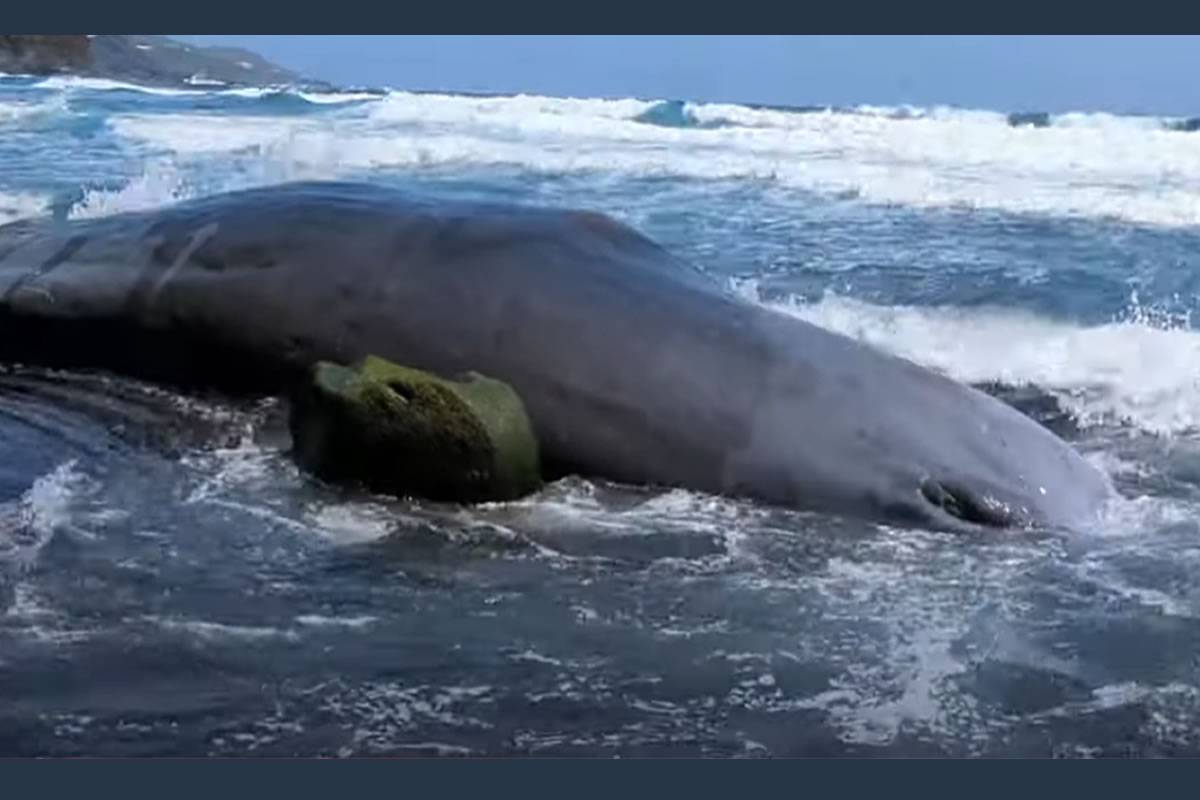 VIDEO: A dead sperm whale washes up on a beach in the Canary Islands