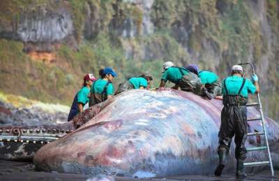 The stranded sperm whale is too big to remove from the beach