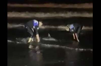 The Local Police save a baby dolphin that was stranded in Las Palmas.