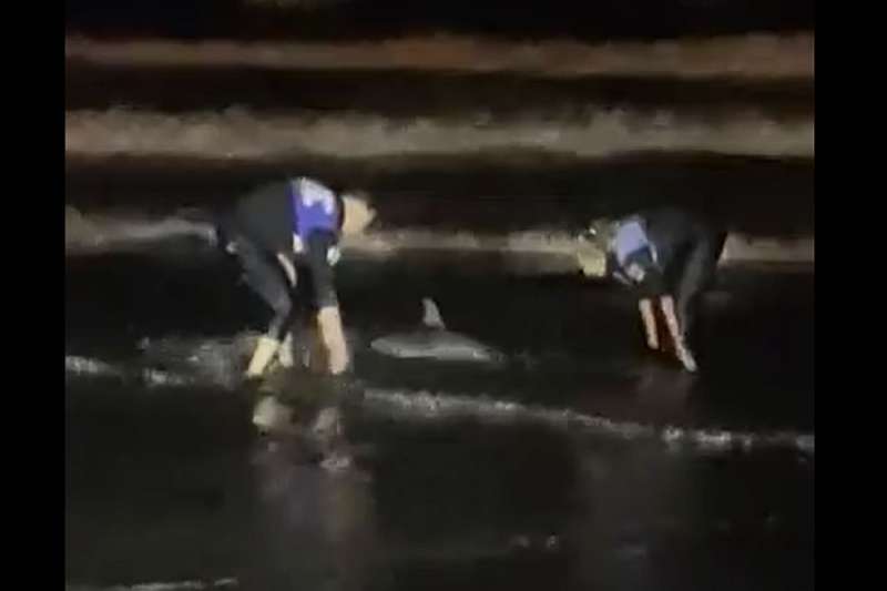The Local Police save a baby dolphin that was stranded in Las Palmas.