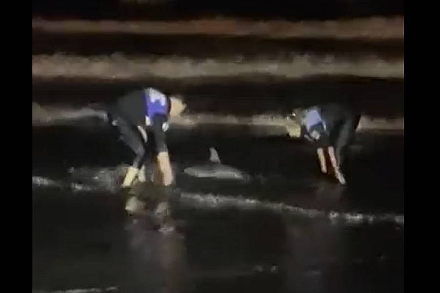 The Local Police save a baby dolphin that was stranded in Las Palmas.