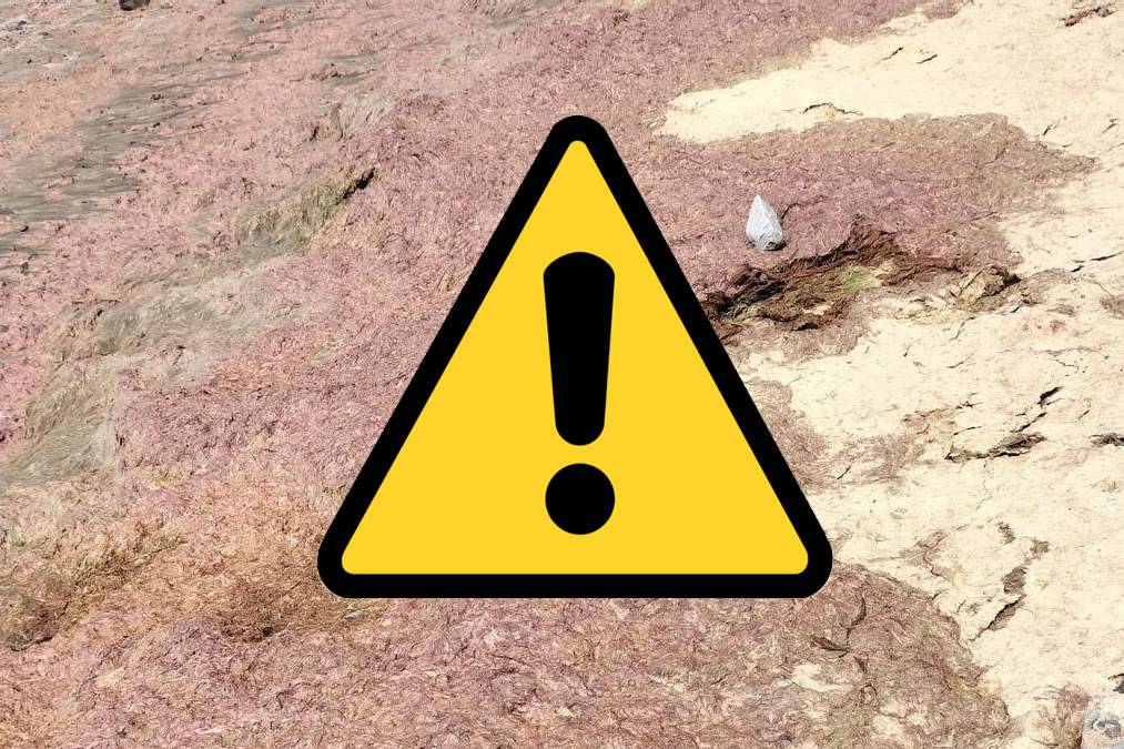 WARNING: Beach closed after unusual algae is detected on the shore