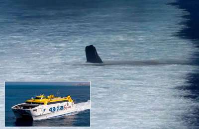 A 'fast ferry' hits a sperm whale on route to Tenerife from Gran Canaria