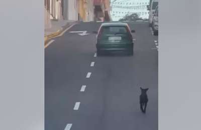 VIDEO: Police are looking for the driver recorded trying to abandon a dog in Tenerife
