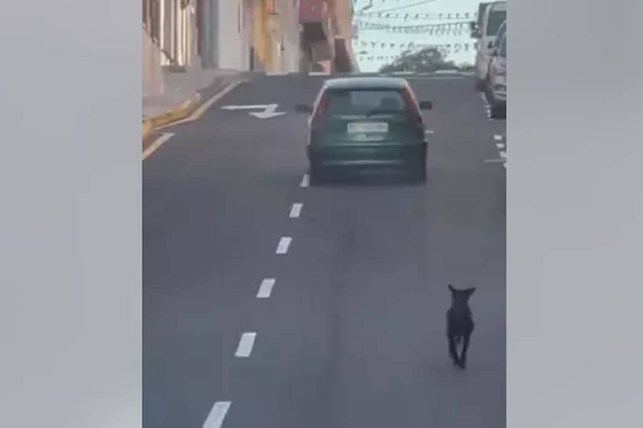 VIDEO: Police are looking for the driver recorded trying to abandon a dog in Tenerife