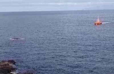 The decomposing remains of a sperm whale wash up in Costa Adeje