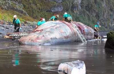 Dead whale in La Palma was killed by a 360,000 euro piece of Amber Stone